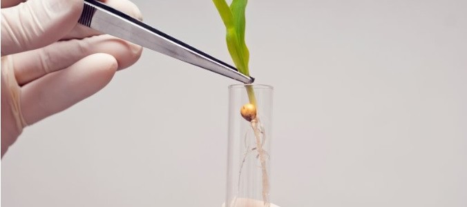 Des variétés bio et d’anciennes variétés encore cultivées désormais qualifiées d’OGM ? Des variétés bio et d’anciennes variétés encore cultivées désormais qualifiées d’OGM ?