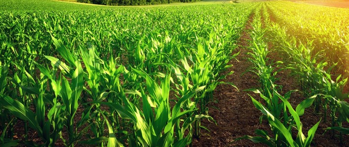 Agriculture : rupture ou accompagnement du changement ? Notre dernier rapport Agriculture : rupture ou accompagnement du changement ? Notre dernier rapport